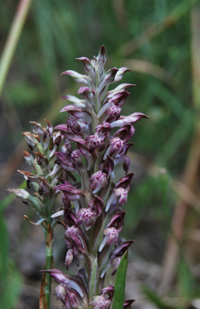 Anacamptis coriophora